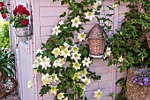 CLEMATIS FLORIDA VAR FLORE-PLENO GROWING IN A CONTAINER