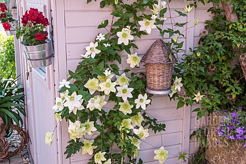 CLEMATIS_FLORIDA_VAR_FLOREPLENO_GROWING_IN_A_CONTAINER