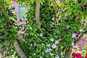 CLEMATIS VIOLA AND CLEMATIS PRINCE CHARLES IN TREE