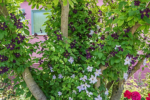 CLEMATIS_VIOLA_AND_CLEMATIS_PRINCE_CHARLES_IN_TREE