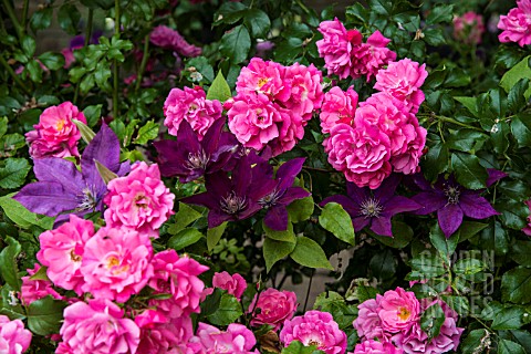 ROSA_ROSE_CARPET_AND_CLEMATIS_PICARDY