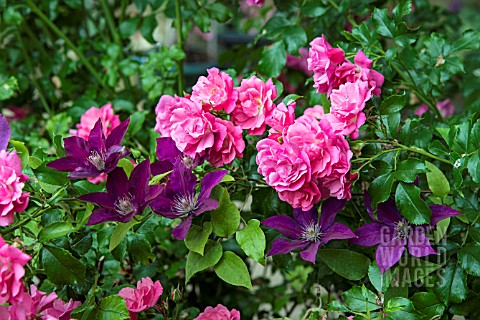 CLEMATIS_PICARDY_WITH_ROSE_PINK_CARPET