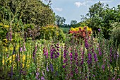 EARLY SUMMER GARDEN WITH DIGITALIS AND COTINUS