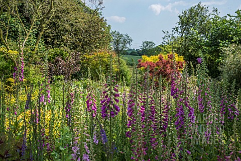 EARLY_SUMMER_GARDEN_WITH_DIGITALIS_AND_COTINUS