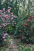 CAMELLIAS BY PATH IN LATE WINTER EARLY SPRING
