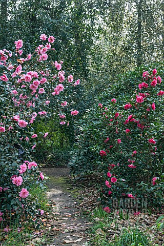 CAMELLIAS_BY_PATH_IN_LATE_WINTER_EARLY_SPRING