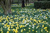 NARCISSUS NATURALISED IN GRASS