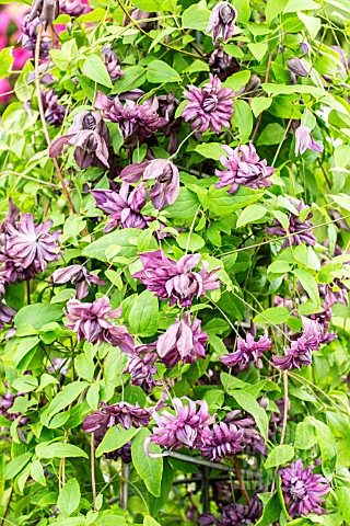 CLEMATIS_VITICELLA_MARY_ROSE