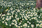 NARCISSUS ICE FOLLIES NATURALISED