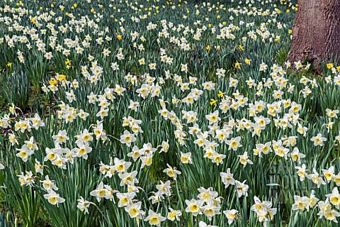 NARCISSUS_ICE_FOLLIES_NATURALISED