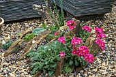 CREVICE GARDEN WITH LEWISIA HYBRID AND OTHER ALPINES