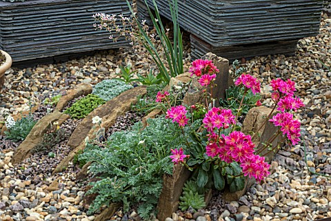 CREVICE_GARDEN_WITH_LEWISIA_HYBRID_AND_OTHER_ALPINES