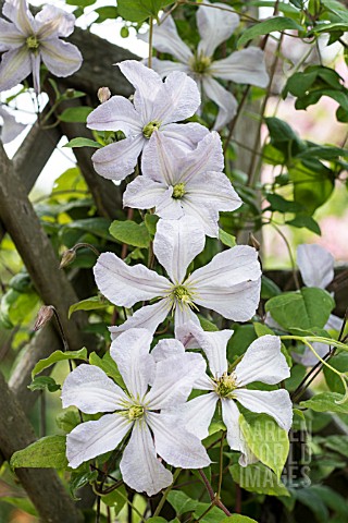 CLEMATIS_WHITE_PRINCE_CHARLES