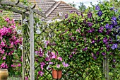 CLEMATIS AND ROSES