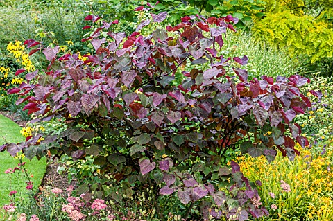 CERCIS_CANADENSIS_FOREST_PANSEY_AGM