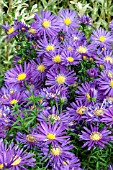 ASTER CHEQUERS