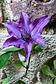 CLEMATIS GUIDING PROMISE