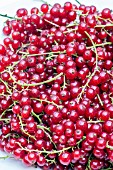 RED CURRANT ROVADA RED