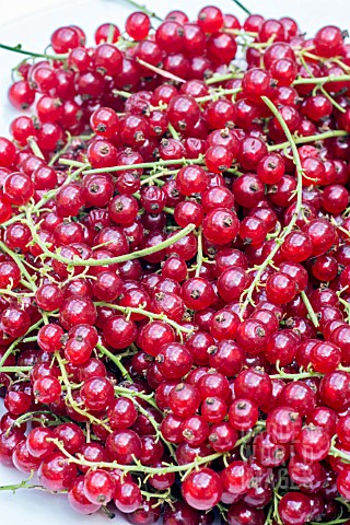RED_CURRANT_ROVADA_RED