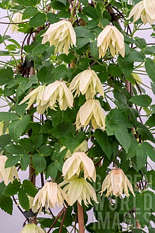 CLEMATIS_CHIISANENSIS_AMBER_2016_CHELSEA_PLANT_OF_THE_YEAR