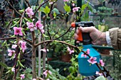 MISTING WEEPING PEACH TO SET FRUIT