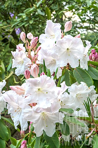 RHODODENDRON_LODERI__KING_GEORGE
