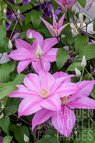 CLEMATIS_SALLY