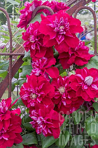 CLEMATIS_CHARMAINE