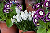 MUSCARI WHITE MIST SURROUNDED WITH AURICULAS