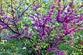 CERCIS CHINENSIS