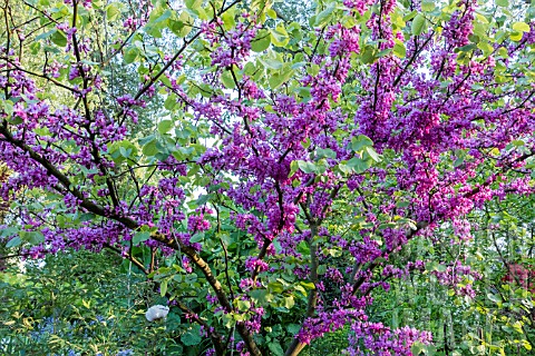 CERCIS_CHINENSIS