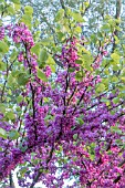 CERCIS CHINENSIS
