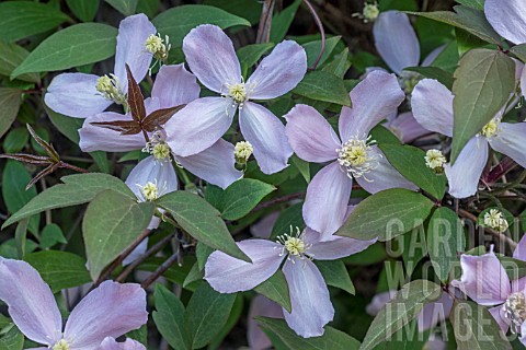 CLEMATIS_MONTANA_FRAGRANT_SPRING