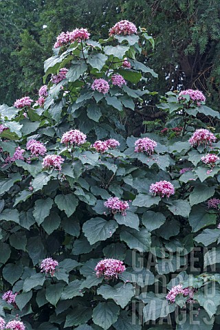 CLERODENDRON_BUNGEII