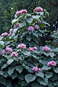 CLERODENDRON BUNGEII