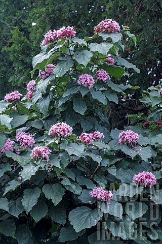 CLERODENDRON_BUNGEII