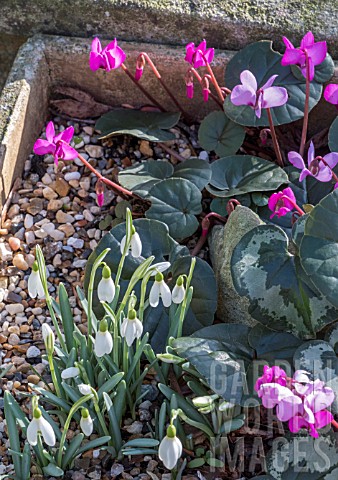 GALANTHUS_HADDENS_TINY_AND_CYCLAMEN_COUM