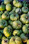 GREEN TOMATOES FOR CHUTNEY