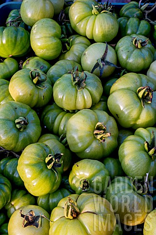 GREEN_TOMATOES_FOR_CHUTNEY
