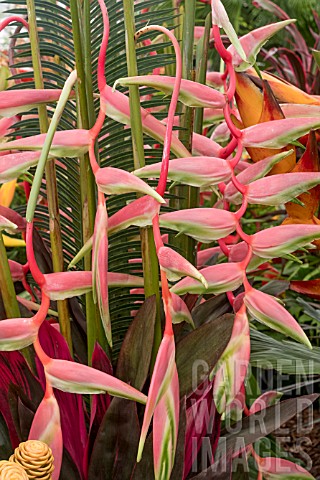 HELICONIA_CHARTACEA_SEXY_PINK