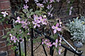 CLEMATIS MONTANA FRAGRANT SPRING