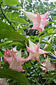 BRUGMANSIA FROSTY PINK