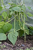 DWARF BEAN MAXI LATE SOWING UNDER PROTECTIVE TUNNEL IN OCTOBER