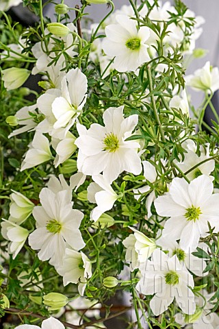 CLEMATIS_EARLY_SENSATION