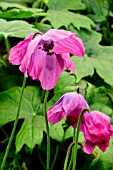MECONOPSIS COOKII OLD ROSE