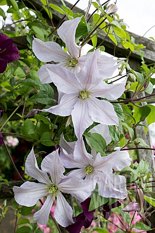 CLEMATIS_WHITE_PRINCE_CHARLES