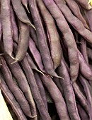 FRENCH BEAN CLIMBING CASSE VIOLETTE