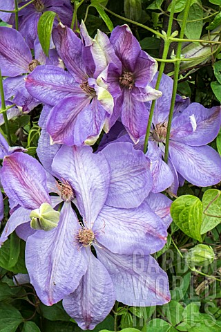 CLEMATIS_MRS_CHALMONDELY