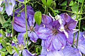 CLEMATIS ‘MRS CHALMONDELY’