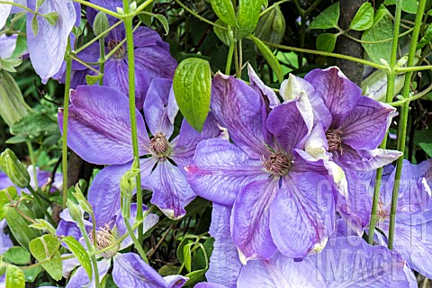 CLEMATIS_MRS_CHALMONDELY